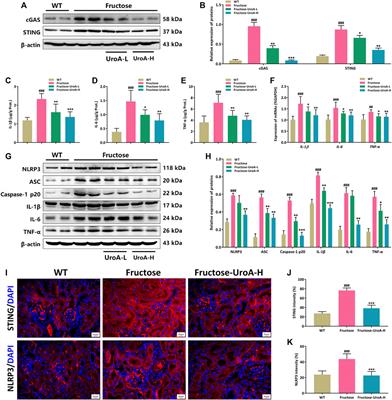 Urolithin A Attenuates Hyperuricemic Nephropathy in Fructose-Fed Mice by Impairing STING-NLRP3 Axis-Mediated Inflammatory Response via Restoration of Parkin-Dependent Mitophagy